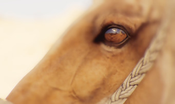 Assassin's Creed Origins : les plus belles images du mode "Photo"