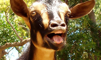 Goat Simulator : le trailer qui rend complètement chèvre