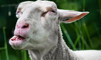 Goat Simulator : le trailer sur Xbox One