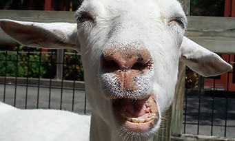 Goat Simulator: 不条理な短編映画
