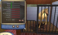 Horse Tycoon