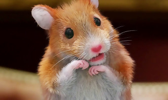 Lady Layton : une publicité qui met en scène un hamster intelligent