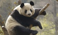 National Geographic Panda