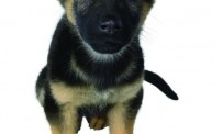 Nintendogs