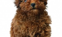 Nintendogs