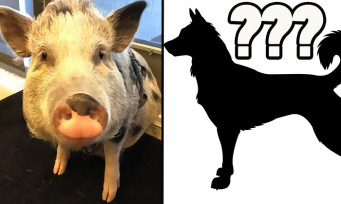 The Last of Us 2 : après les cochons, voici un chien motion-capturé