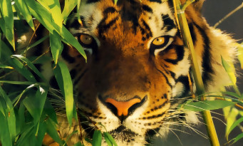 Zoo Tycoon : Microsoft aide les Tigres de Sumatra